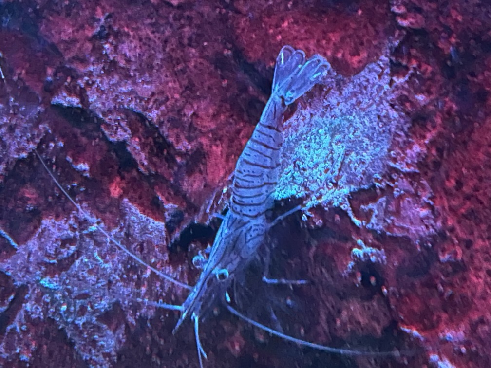 crayfish